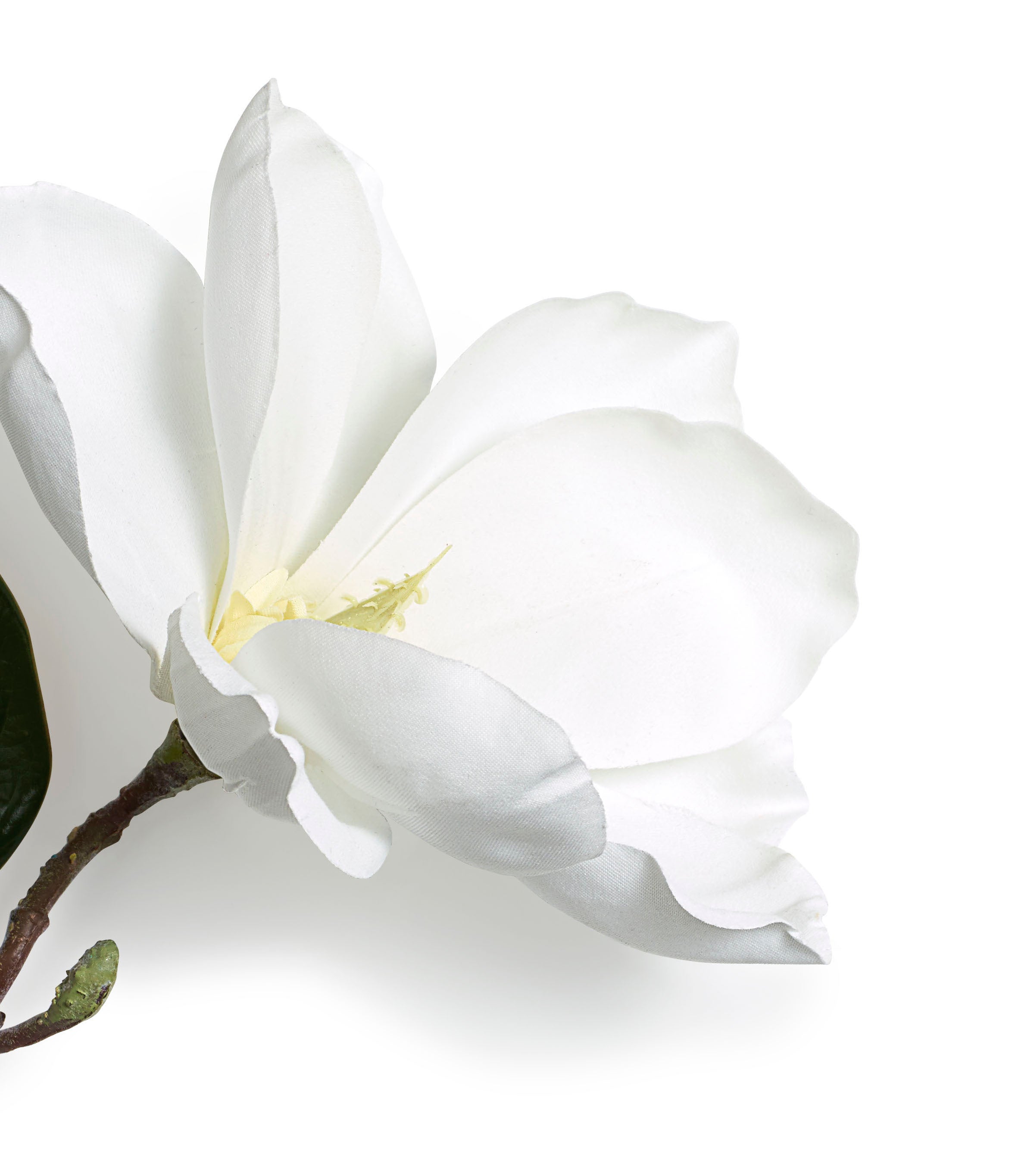 Magnolia flower - EVER